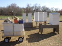 Reeder Bees