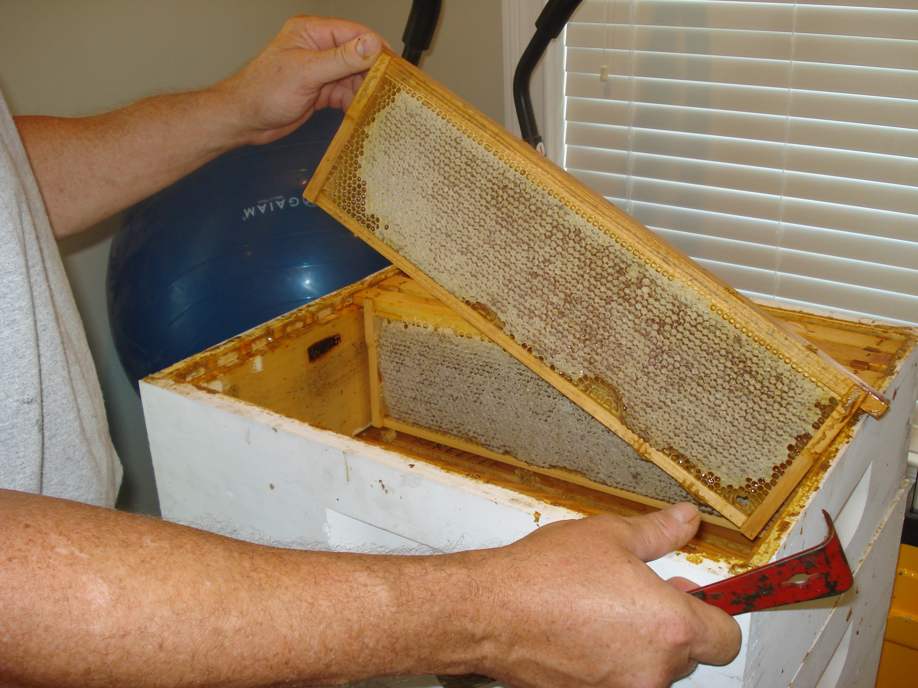Reeder Bees