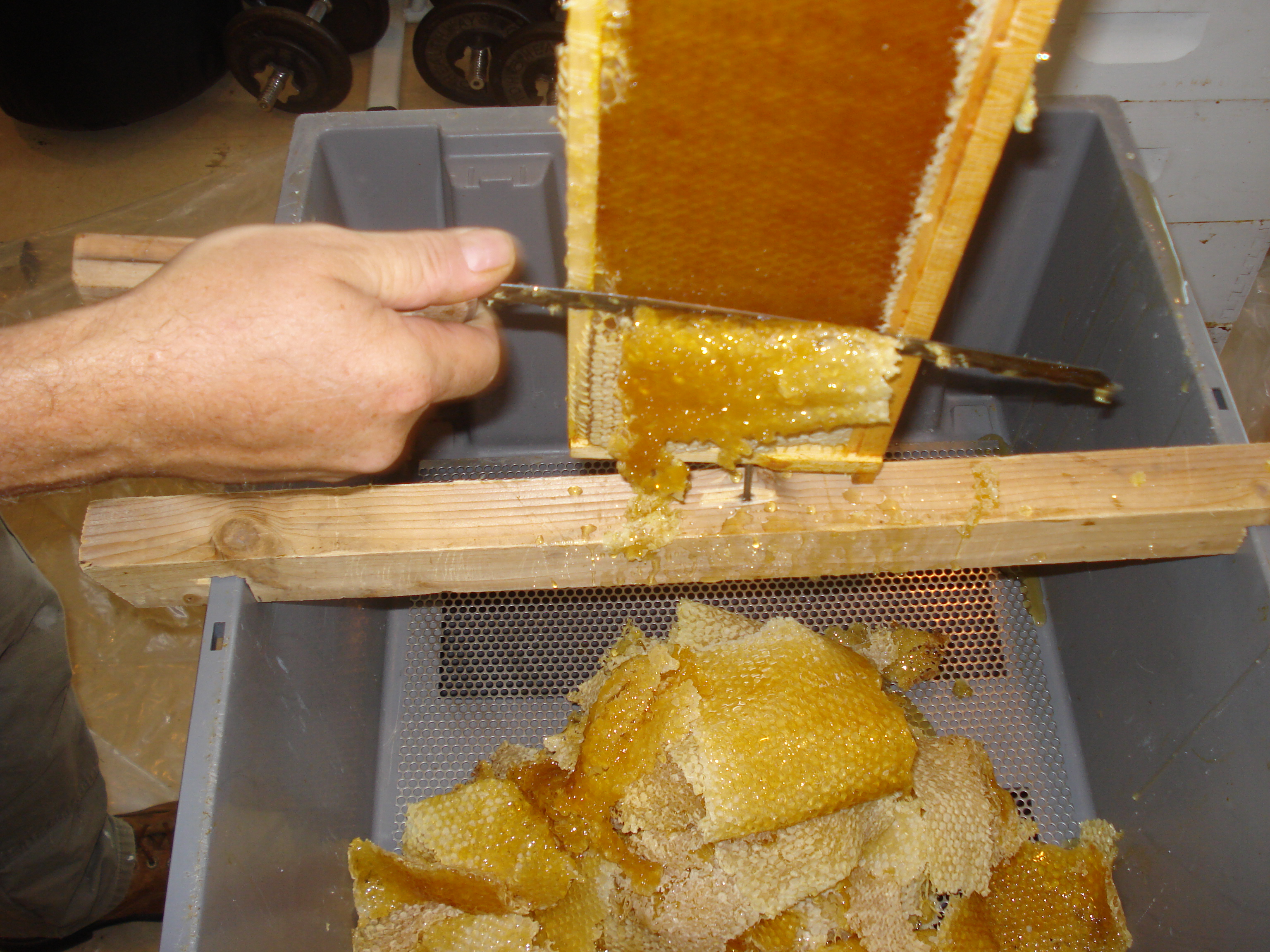 Reeder Bees